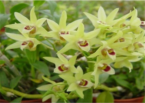 �c���鿴Ԕ����Ϣ�����}��Herba Dendrodii Flower ��x�Δ�(sh��)��3111