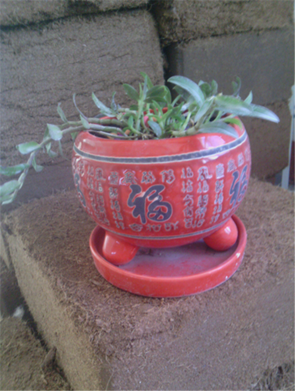 �c���鿴Ԕ����Ϣ�����}��Herba Dendrodii Pot Seedlings ��x�Δ�(sh��)��2791