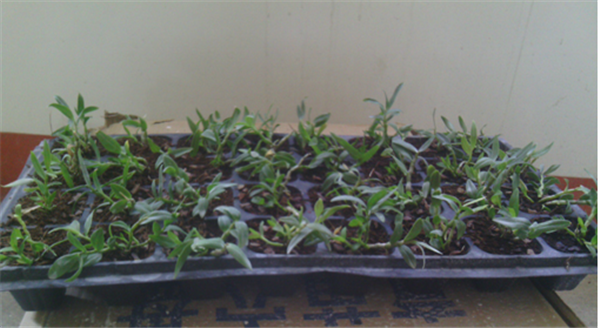 �c���鿴Ԕ����Ϣ�����}��Herba Dendrodii Plug Seedlings ��x�Δ�(sh��)��2915